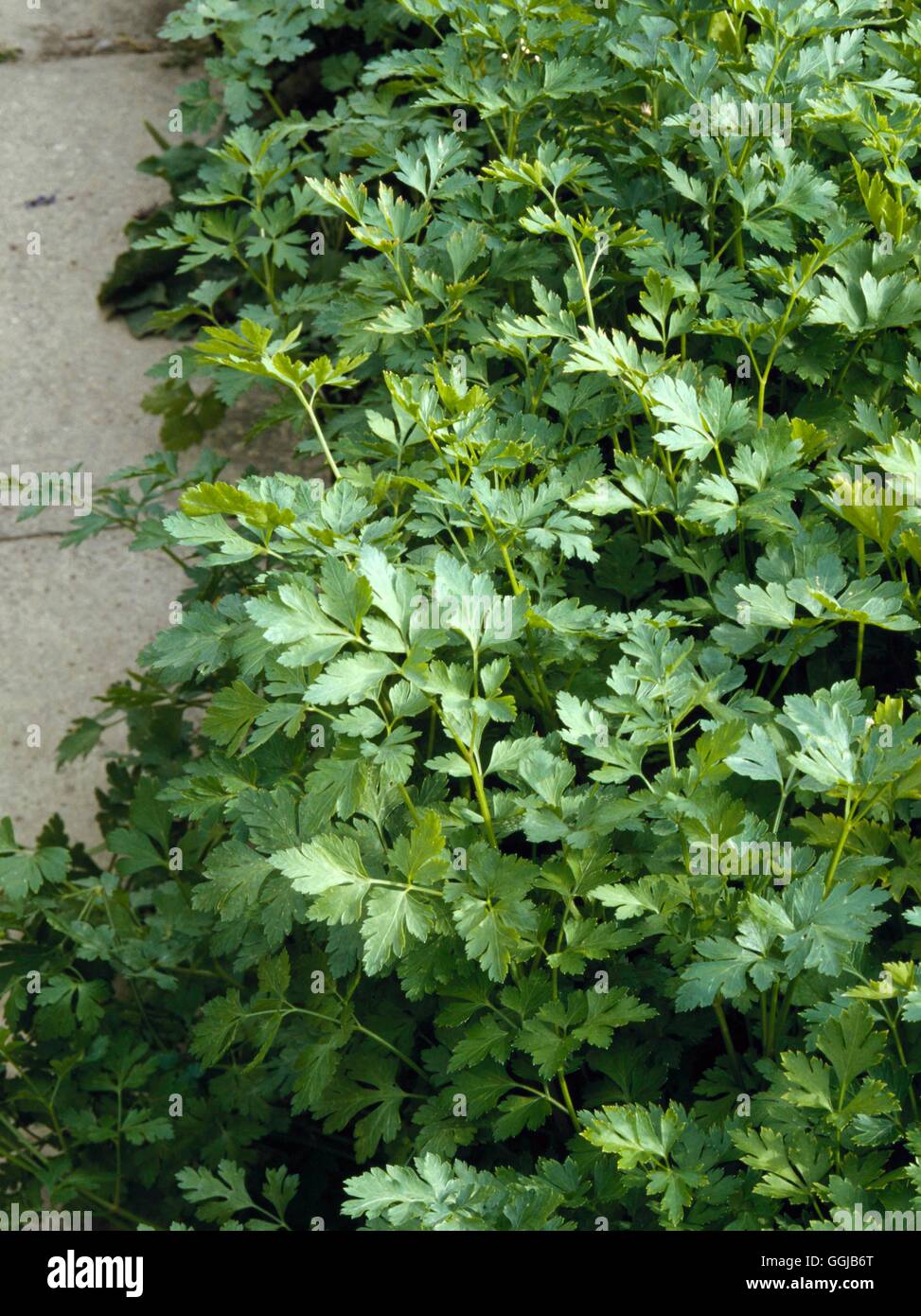 Parsley - `Italian Plain Leaf' - (Petroselinum crispum var. neapolitanum)   HER028220     Photos Hor Stock Photo